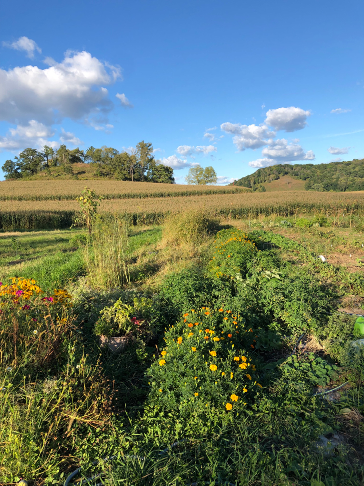 The kitchen garden at Taliesin near Hillside School.
