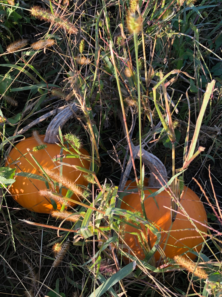 The kitchen garden in transition. Pie pumpkins from the kitchen garden await a hard frost.